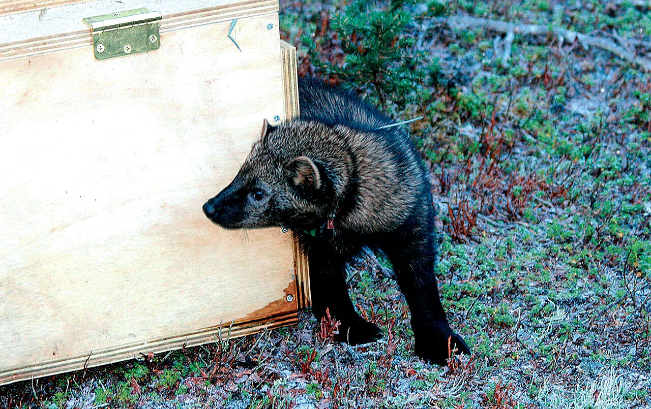 Fishers were released in the north end of the Olympic National Park on Nov. 5, 2021. This photo is from a previous release in October 2010.